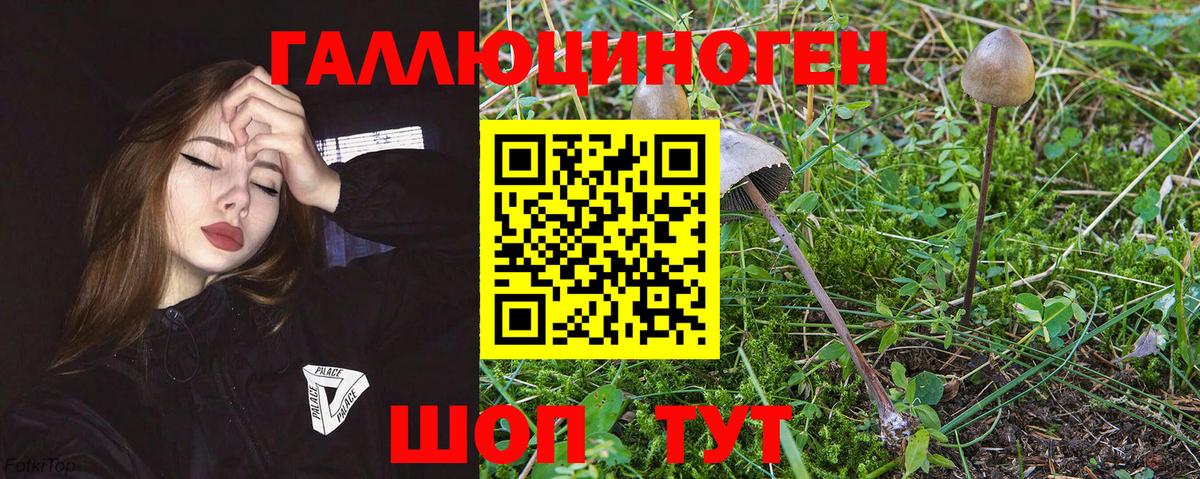 Галлюциногенные грибы GOLDEN TEACHER Апшеронск